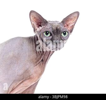 Photo de la tête d'un chat Sphynx et regardant sur un fond blanc Banque D'Images