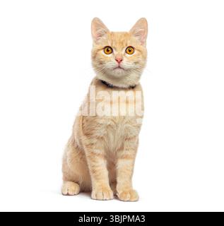 Chaton gingembre mignon portant un collier assis et regardant vers le haut sur un fond blanc Banque D'Images