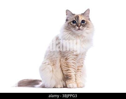 Adorable chat birman assis et montrant ses beaux yeux bleus, isolé sur un fond blanc Banque D'Images
