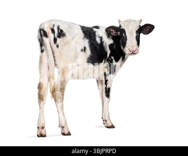 Adorable jeune veau frison Holstein avec des taches noires et blanches debout sur un fond blanc Banque D'Images