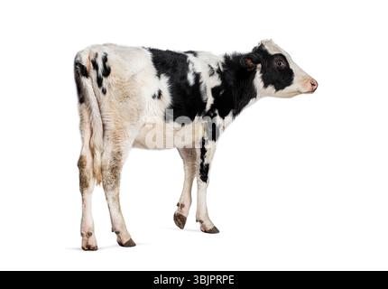 Vue de côté d'un veau frison Holstein noir et blanc debout et regardant vers quelque chose au loin, isolé sur blanc Banque D'Images