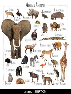 Tableau pédagogique présentant une collection diversifiée d'animaux africains, y compris des mammifères, des oiseaux et des reptiles, chacun posé individuellement contre un propre Banque D'Images
