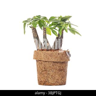 Plan studio d'un pachira aquatica, également connu sous le nom d'arbre à argent et châtaignier Malabar, poussant dans un pot biodégradable, isolé sur un fond blanc Banque D'Images