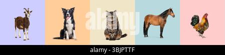 Chèvre, chien, chat, cheval et coq posent sur différents fonds colorés dans un cadre de studio Banque D'Images