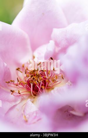 Rose rose gros plan . Photo de haute qualité Banque D'Images