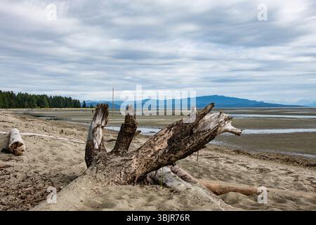 Driftwood sur la plage de Rathtrevor à Parksville, Colombie-Britannique, Canada Banque D'Images