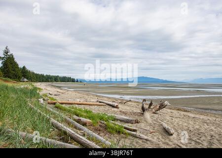 Journaux sur la plage Rathtrevor à Parksville, Colombie-Britannique, Canada Banque D'Images