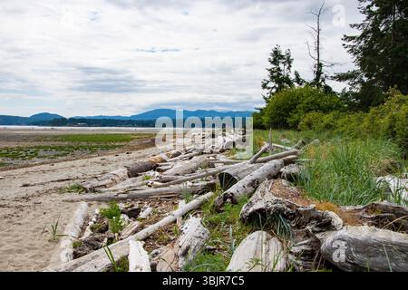 Journaux sur la plage Rathtrevor à Parksville, Colombie-Britannique, Canada Banque D'Images