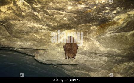 Chauves-souris comme habitants de grottes et de donjons. Chauve-souris de Daubenton (Myotis daubentoni), chauve-souris en état d'hibernation dans un tunnel minier Banque D'Images