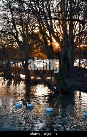 Un coucher de soleil tranquille au bord de la rivière à Oxford, en Angleterre, avec des arbres silhouettes, des reflets dorés sur l'eau et des canards nageant paisiblement. Banque D'Images
