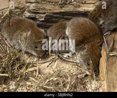 Logement de cage et gestion. Souris sauvages capturées vivantes dans le jardin et vivent dans un terrarium. Campagnol à dos rouge commun (Clethrionomys glareolus) Banque D'Images