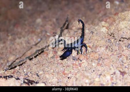Scorpion des forêts asiatiques (Heterometrus spinifer) bleu-noir (bleu métallique) le scorpion géant de 10 cm chasse les blattes géantes Periplaneta la nuit. Sri Lanka Banque D'Images