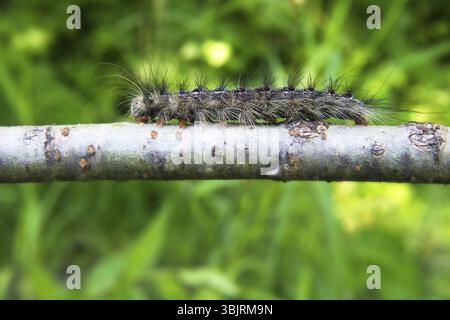 La spongieuse de pain d'épice (Lymantria dispar) caterpillar - Moth donne des épidémies massives de reproduction dans les pays du monde comme organisme de quarantaine, herbivorou Banque D'Images