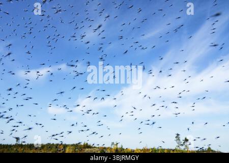 Un grand nombre de moustiques (essaims de moustiques) vivre dans la toundra de montagne basse-brousse (zone forêt-toundra) Du Nord circumpolaire Banque D'Images