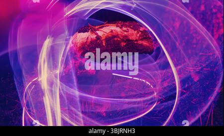 Nature néon. Les champignons et les plantes illuminée par un gaz inerte. Les choses paradoxales et de couleurs que les couleurs des jeunes Banque D'Images