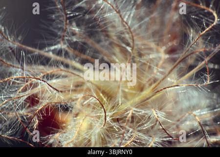 Photographier l'intérieur d'une capsule de graines microscopiques (cas). Gousse (achenium) avec une plume et de l'aigrette, graines à peine visibles, plus léger que l'air Banque D'Images