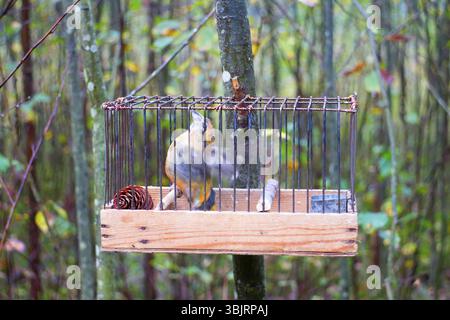 Battements de bec-croisé rouge dans une petite cage - symbole de perte de liberté Banque D'Images