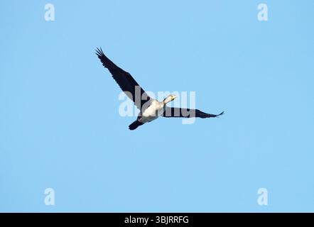 Seul battant jeune grand cormoran. Bas de corps blanchâtre Banque D'Images