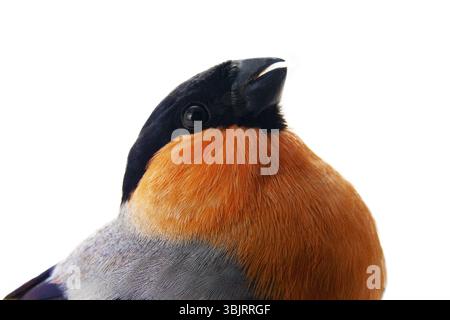 Le magnifique Bullfinch rouge (Snowbird, Pyrrhula pyrrhula, mâle) dans le plumage de printemps est un oiseau favori des gens dans le nord de l'Europe. Moitié Banque D'Images