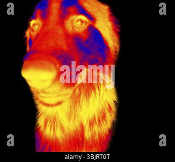 Portraits de chiens. Analyse de la température corporelle de l'animal à l'aide d'une caméra infrarouge Banque D'Images