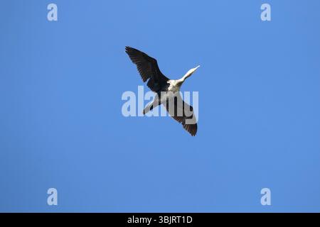 Seul battant jeune grand cormoran. Bas de corps blanchâtre Banque D'Images