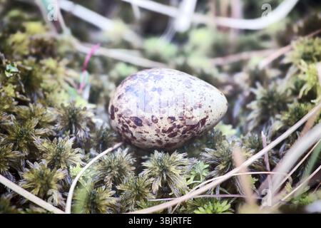 Oeufs de différentes espèces d'oiseaux. Guide. Peint cryptiques (oeufs) tacheté de la bécassine des marais (Gallinago gallinago) Banque D'Images