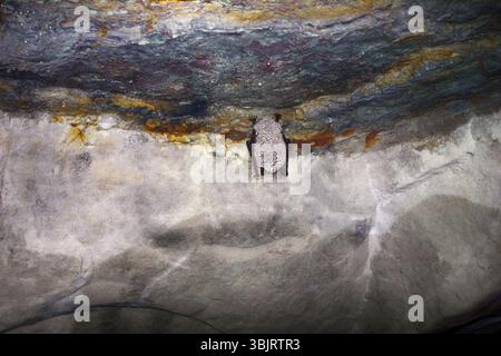 De Daubenton (Myotis daubentoni), de l'eau bat hibernent dans mine tunnel plus de flux. Couverte de fourrure avec de grandes gouttes de rosée, la condensation de vapeur d'eau Banque D'Images