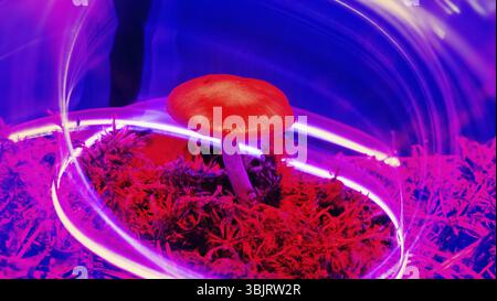 Nature néon. Les champignons et les plantes illuminée par un gaz inerte. Les choses paradoxales et de couleurs que les couleurs des jeunes Banque D'Images