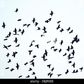 Un haut degré d'interaction entre le troupeau volant d'étourneaux, suivant l'exemple d'un voisin faire comme je le fais Banque D'Images