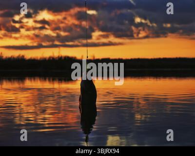 Pêche au coucher du soleil. Capture de poissons prédateurs sur la filature. Couleurs de coucher de soleil sur la surface de l'eau, chemin ensoleillé du soleil bas. Perchaude sur la cupule jaune Banque D'Images
