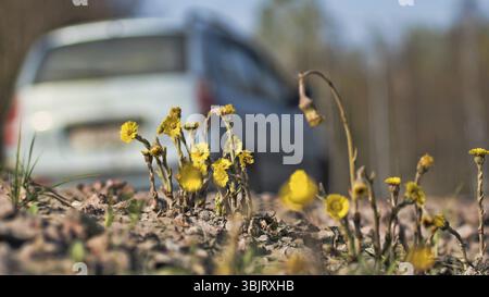 Pied-de-biche sans prétention (Tussilago farfara) qui pousse juste à côté de l'autoroute, les mauvaises herbes de bord de route. Voitures en arrière-plan. La nature coexiste avec l'homme, l'écologie urbaine Banque D'Images