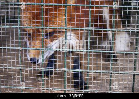 Ne pas nourrir les animaux !. Symbole de captivité, de privation de liberté. Red Fox en cage (zoo). Bête mange des aliments étrangers offerts par les visiteurs Banque D'Images