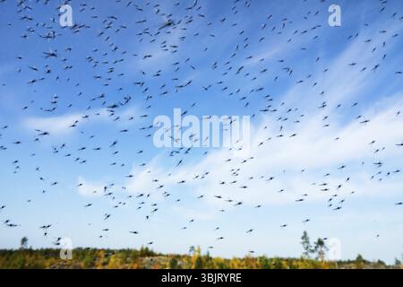 Un grand nombre de moustiques (essaims de moustiques) vivre dans la toundra de montagne basse-brousse (zone forêt-toundra) Du Nord circumpolaire Banque D'Images