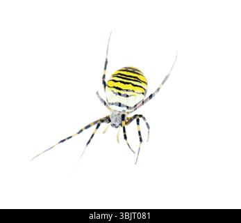 Grande argiope araignée noire et jaune rampant sur fond blanc. Gros plan Banque D'Images