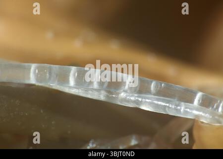 Algues filamenteuses. macro du corps algal (blade. thalle) et cellule végétale. Invisible pour le monde des yeux des plantes et des animaux marins Banque D'Images