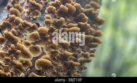 L'écologie forestière. Champignon bois jaune-Amadou parsemant tronc d'arbre dans une forêt subtropicale sec sur la mer Noire, la cohabitation ou les champignons parasites, les épiphytes Banque D'Images