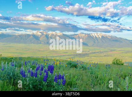 Lupins sauvages et autres fleurs sauvages printanières en fleurs avec les montagnes Mission au loin, vus d'une prairie verte dans le Montana, États-Unis. Banque D'Images