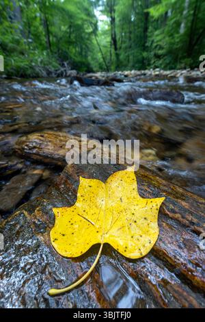 Feuille de peuplier tulipe tombé (Liriodendron tulipifera) sur roche dans Avery Creek - forêt nationale de Pisgah, près de Brevard, Caroline du Nord, États-Unis Banque D'Images