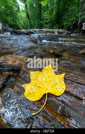 Feuille de peuplier tulipe tombé (Liriodendron tulipifera) sur roche dans Avery Creek - forêt nationale de Pisgah, près de Brevard, Caroline du Nord, États-Unis Banque D'Images