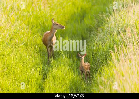 Cervus elaphus cerf rouge, postérieur et veau debout dans la roselière, réserve Minsmere RSPB, Suffolk, Angleterre, juin Banque D'Images