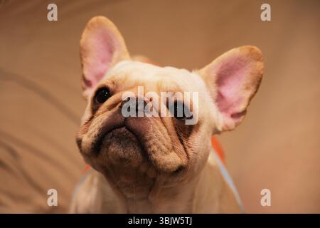Mignon tête d'animal de bouledogue français gros plan Banque D'Images