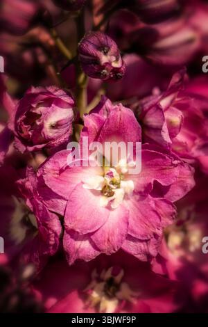 Portrait naturel de plante fleurie de Delphinium Elatum 'Raspberry Rhapsody' (New Millennium Series) fleurissent en plein soleil. Longue durée, Banque D'Images