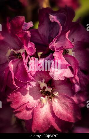 Portrait naturel de plante fleurie de Delphinium Elatum 'Raspberry Rhapsody' (New Millennium Series) fleurissent en plein soleil. Longue durée, Banque D'Images