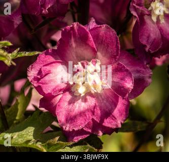 Portrait naturel de plante fleurie de Delphinium Elatum 'Raspberry Rhapsody' (New Millennium Series) fleurissent en plein soleil. Longue durée, Banque D'Images