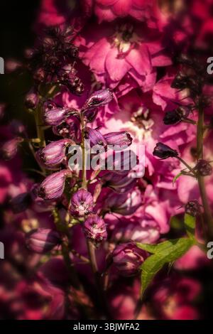 Portrait naturel de plante fleurie de Delphinium Elatum 'Raspberry Rhapsody' (New Millennium Series) fleurissent en plein soleil. Longue durée, Banque D'Images