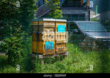 Stadl an der mur, Steiermark, Österreich, Europa, Bienenstock, Honigbienen, Almdorfbau, nachhaltiges Bauen, ökologische Verantwortung, Biodiversität, Imkerei, Insektenfreundlichkeit, Ländlicher Raum, Umweltbewusstsein, Klimaschutz, Sommer 2025, alpine Natur, regionale Wertschöpfung, Grüne Architektur, nachhaltige Ferienimmobilien, LEBENSRAUM für Bienen Stadl-Predlitz Steiermark Österreich *** Stadl an der mur, Styrie, Autriche, Europe, ruche, abeilles domestiques, construction de villages alpins, construction durable, responsabilité écologique, biodiversité, apiculture, convivialité avec les insectes, zones rurales, env Banque D'Images