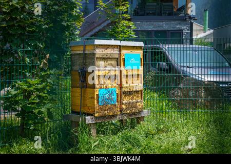 Stadl an der mur, Steiermark, Österreich, Europa, Bienenstock, Honigbienen, Almdorfbau, nachhaltiges Bauen, ökologische Verantwortung, Biodiversität, Imkerei, Insektenfreundlichkeit, Ländlicher Raum, Umweltbewusstsein, Klimaschutz, Sommer 2025, alpine Natur, regionale Wertschöpfung, Grüne Architektur, nachhaltige Ferienimmobilien, LEBENSRAUM für Bienen Stadl-Predlitz Steiermark Österreich *** Stadl an der mur, Styrie, Autriche, Europe, ruche, abeilles domestiques, construction de villages alpins, construction durable, responsabilité écologique, biodiversité, apiculture, convivialité avec les insectes, zones rurales, env Banque D'Images