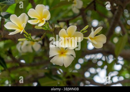 Bouquet de fleurs blanches avec des centres jaunes. Les fleurs sont dans un buisson vert. Les fleurs sont en pleine floraison Banque D'Images