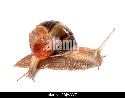 Gros et petits escargots Banque D'Images