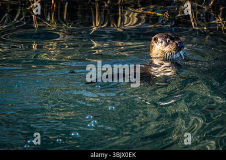 Loutre nageant dans le canal de Stroudwater en hiver Banque D'Images